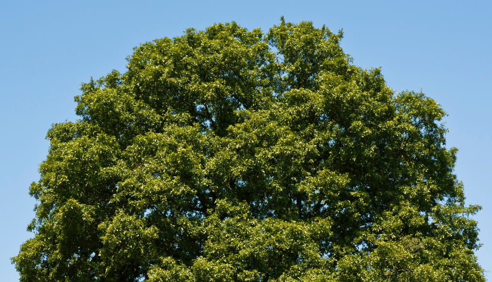 Nachher: Ein gesunder Baum mit vielen Blättern