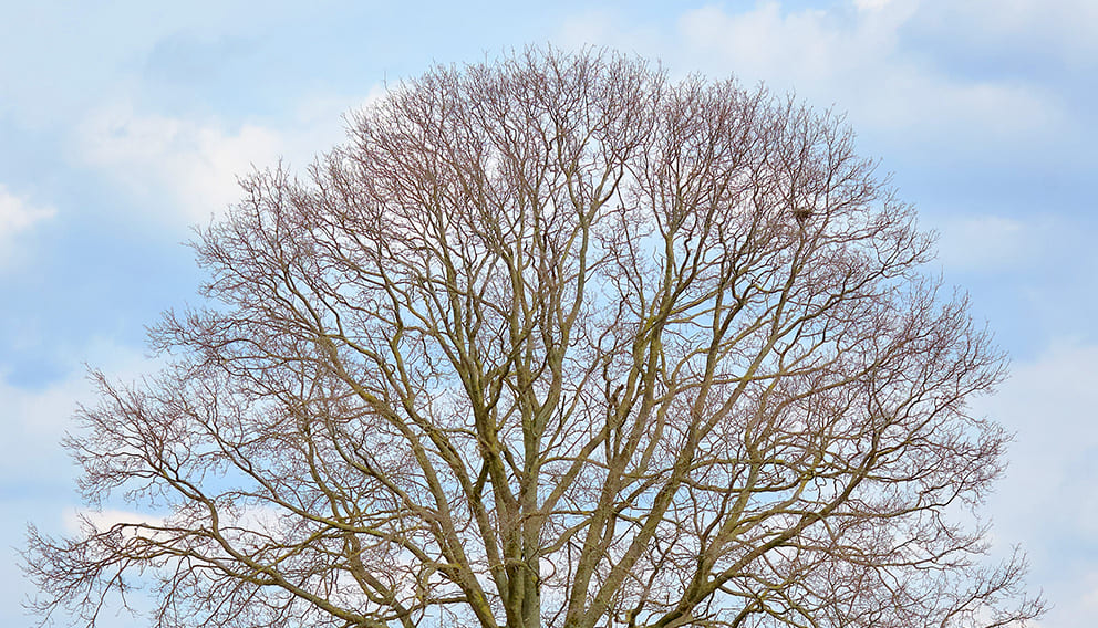 Vorher:  Ein kranker Baum ohne Blätter